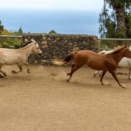 Riendas Vivas La Guancha Εξωτερικό φωτογραφία