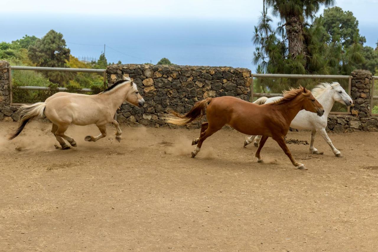 Riendas Vivas La Guancha Εξωτερικό φωτογραφία